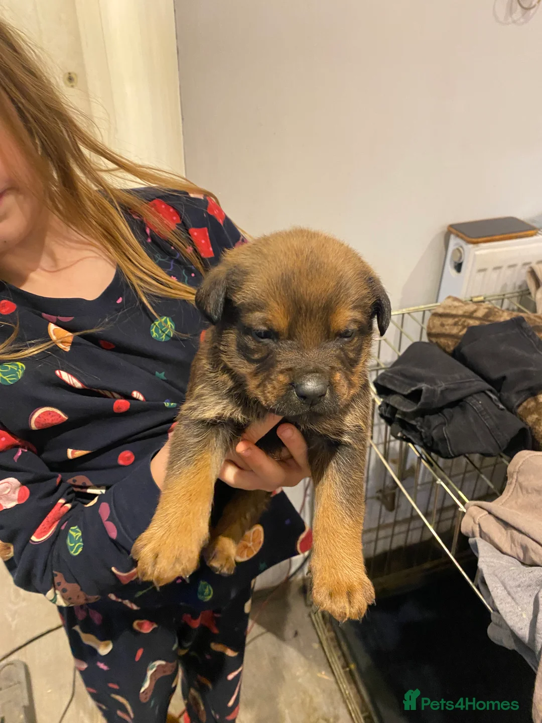 Mixed Breed dogs for sale: Rottweiler x malinois  - Advert 3