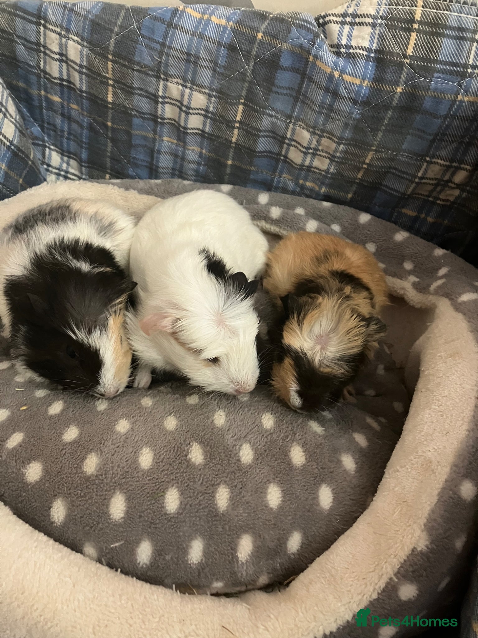 Guinea Pig rodents Lots of lovely baby guinea pigs for sale - Advert 20