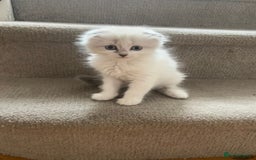 Mixed Breed cats for sale: 5 kittens - Image 18