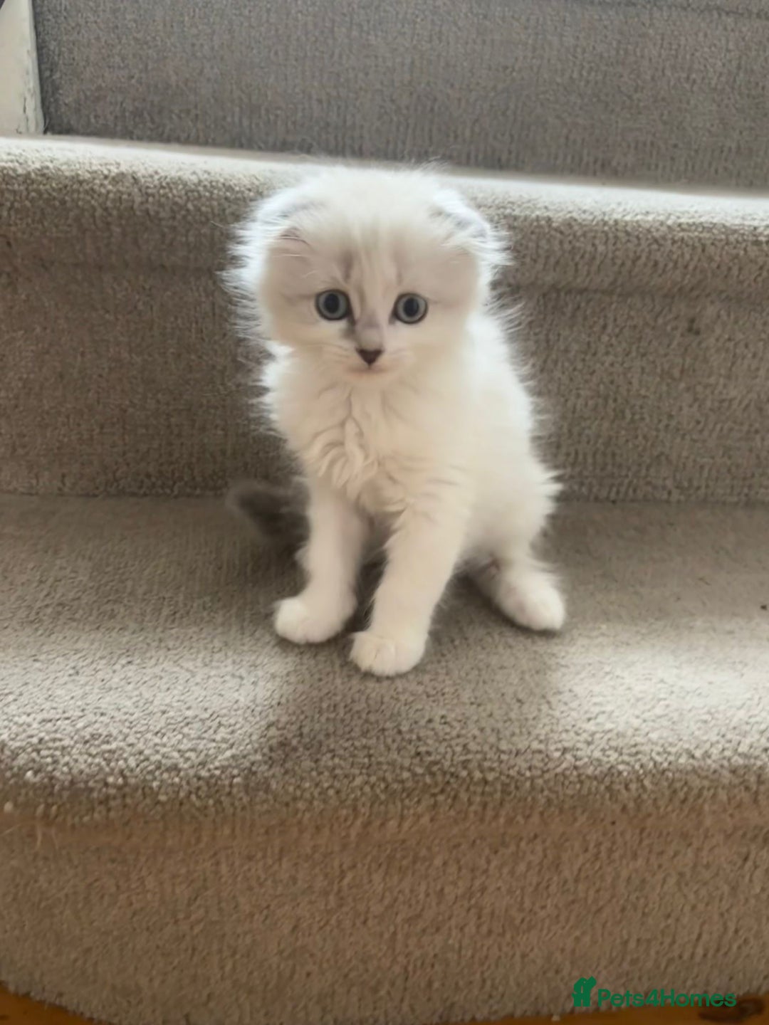 Mixed Breed cats for sale: 5 kittens - Image 18
