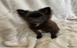 Pomeranian dogs for sale: 💕Beautiful Black Pomeranian Girl💕 - Image 8