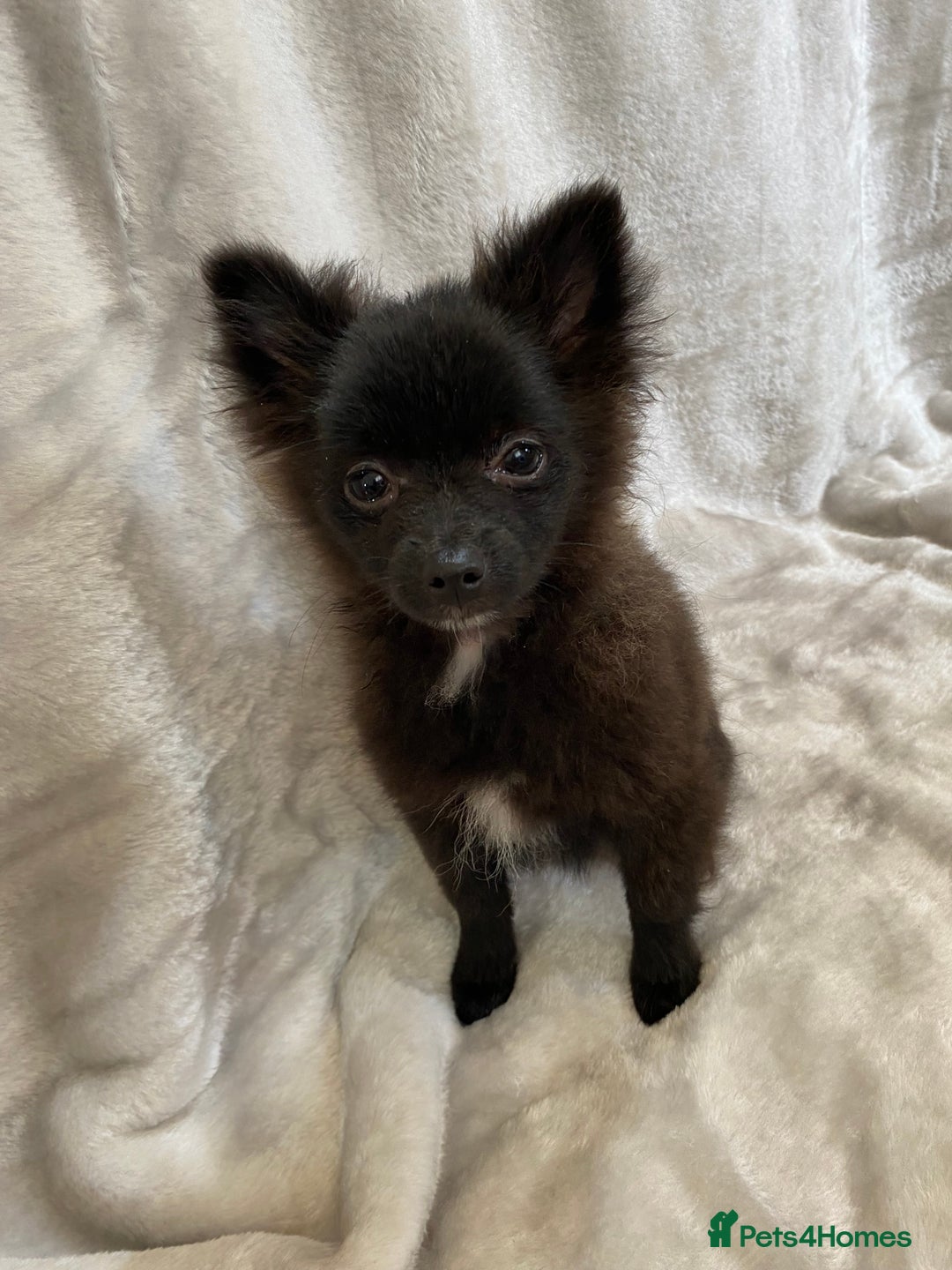 Pomeranian dogs for sale: 💕Beautiful Black Pomeranian Girl💕 - Image 8