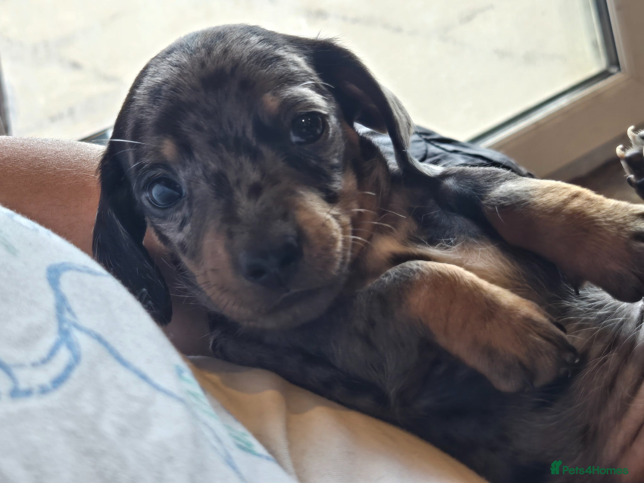 Dachshund dogs for sale: 5 gorgeous dachshund puppies for loving homes in Ludlow - Advert 33