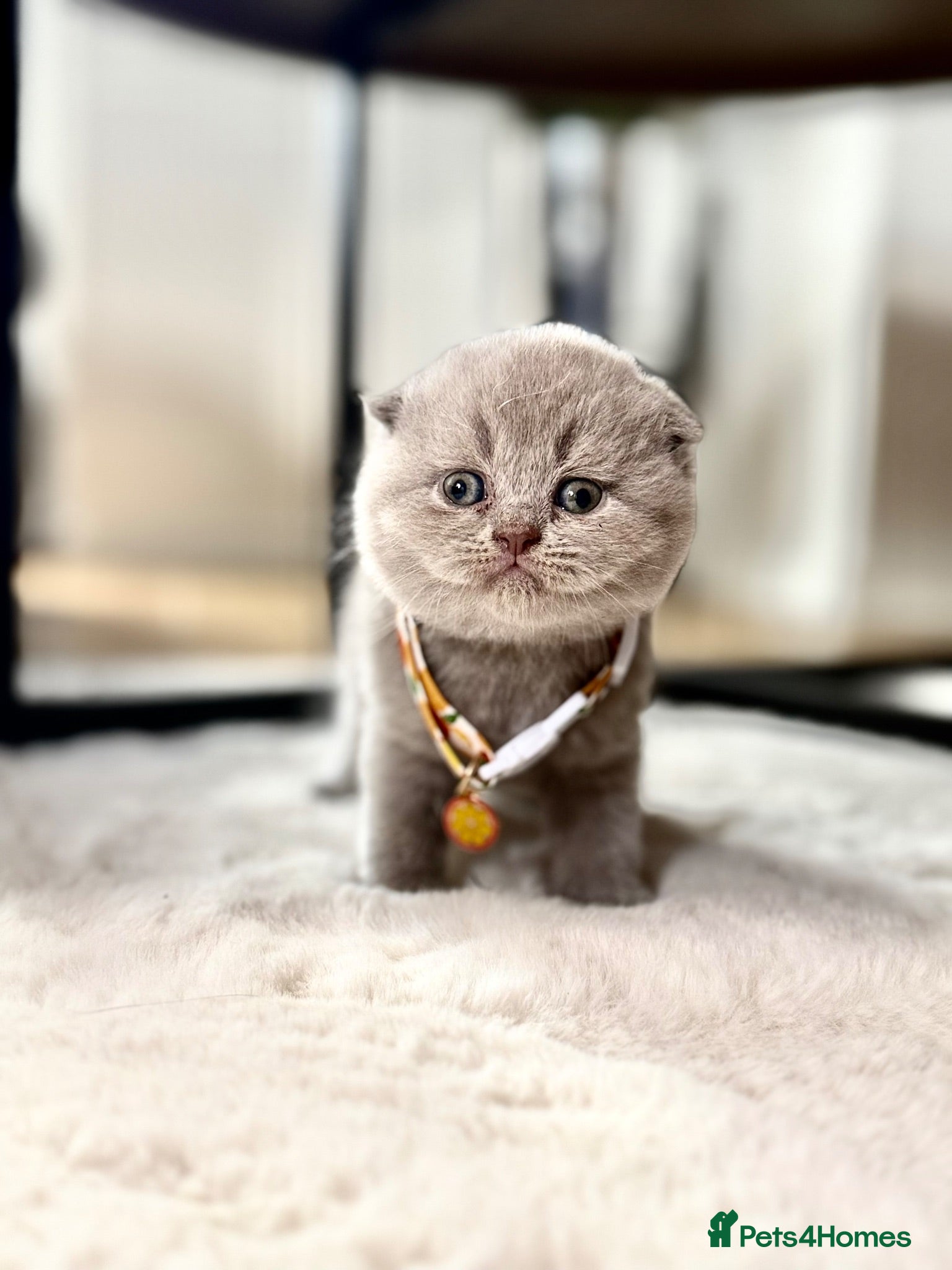 Scottish Fold cats Scottish fold - Advert 2