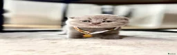 Scottish Fold cats for sale: Scottish fold - Advert 17