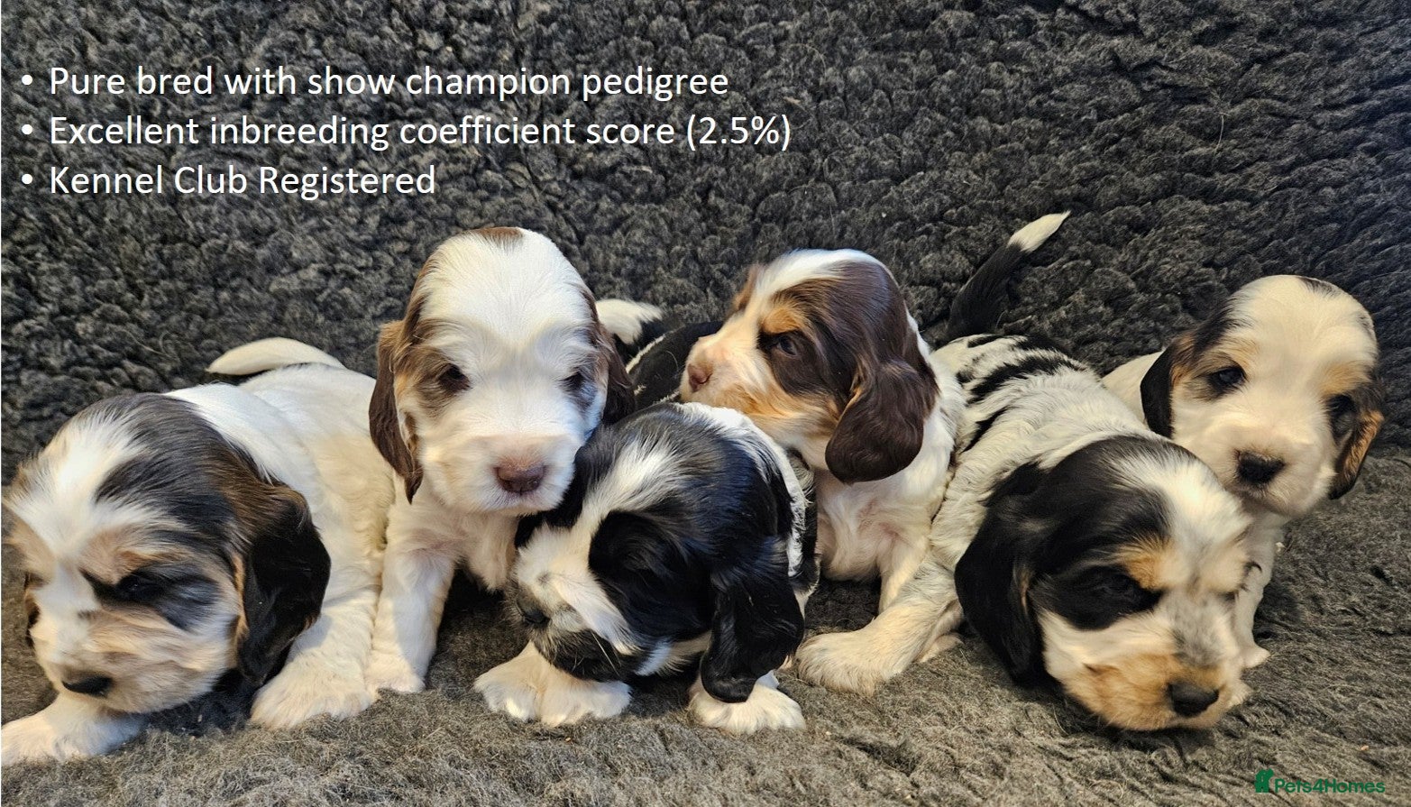Cocker Spaniel dogs Stunning Show Cockers. Health Tested/KC Registered - Advert 3