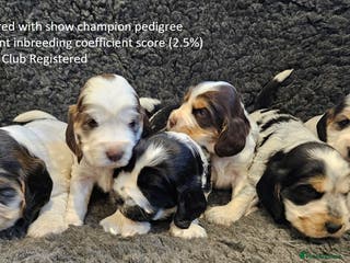 Cocker Spaniel dogs Stunning Show Cockers. Health Tested/KC Registered - Advert 3