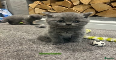 British Shorthair cats - Advert 13