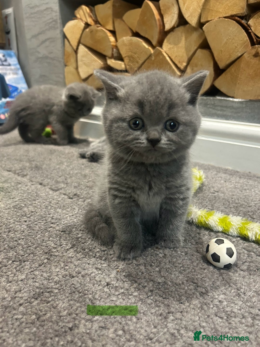 British Shorthair cats for sale: Pedigree Blue British Shorthair 💙💙💙💗💗💗💗 - Image 2