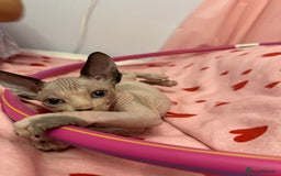 Sphynx cats for sale: Beautiful Pure Sphynx Kittens – Ready Now! - Image 26