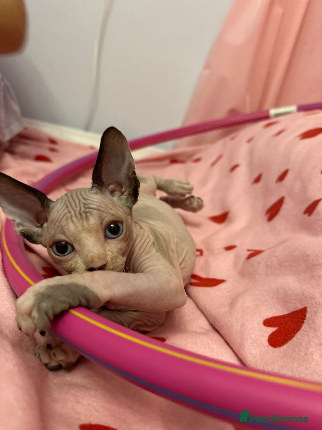 Sphynx cats for sale: Beautiful Pure Sphynx Kittens – Ready Now! - Image 26