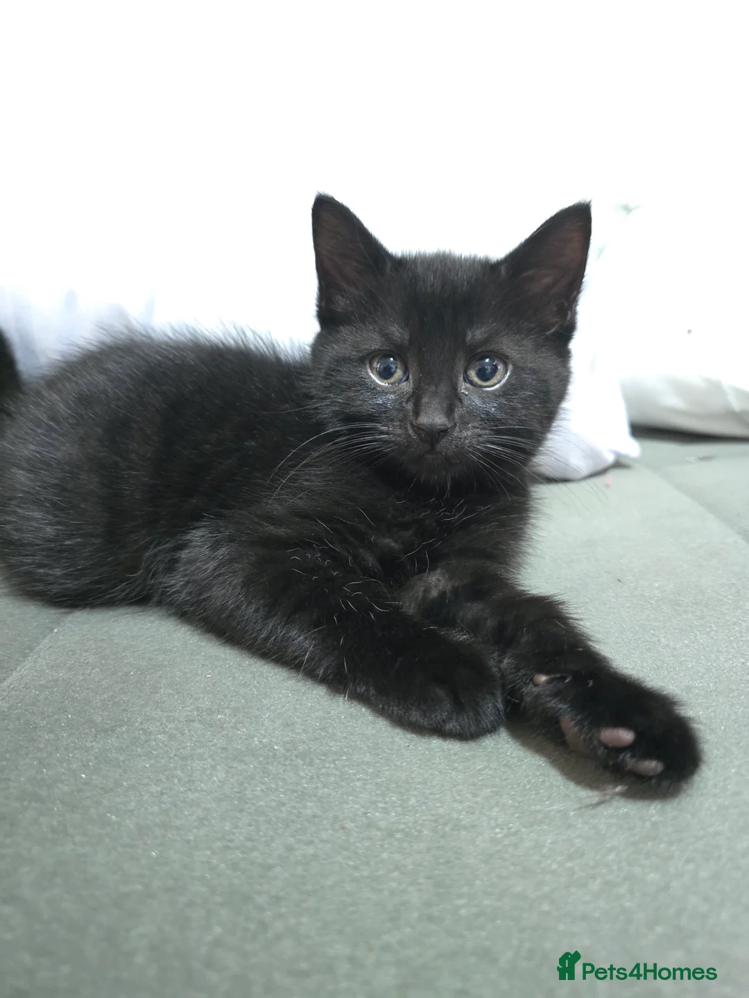 Mixed Breed cats for sale: Ragdoll mixed kitten  - Advert 6