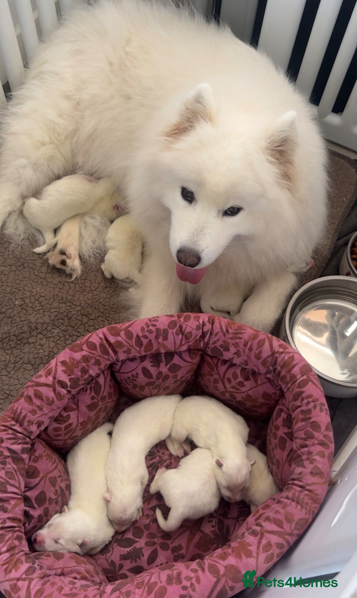 Samoyed dogs 🐾Quality Samoyed Puppies🤍KC Registered⭐️ - Advert 10