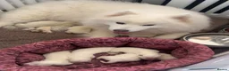 Samoyed dogs for sale: 🐾Quality Samoyed Puppies🤍KC Registered⭐️ - Advert 4