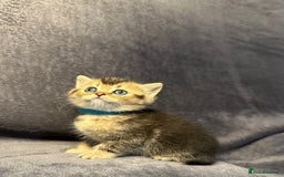British Shorthair cats for sale: TICA Chunky Golden/Blue Golden BritishSH kittens  - Image 1