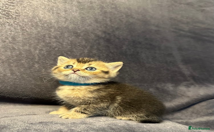 British Shorthair cats - Advert 8
