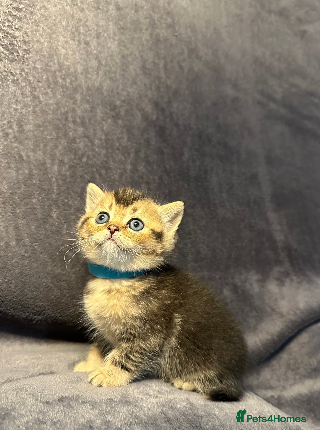 British Shorthair cats for sale: TICA Chunky Golden/Blue Golden BritishSH kittens  - Image 1