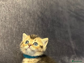 British Shorthair cats - Advert 6