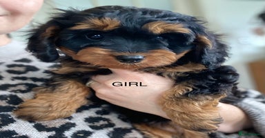 Cavapoo dogs - Advert 6