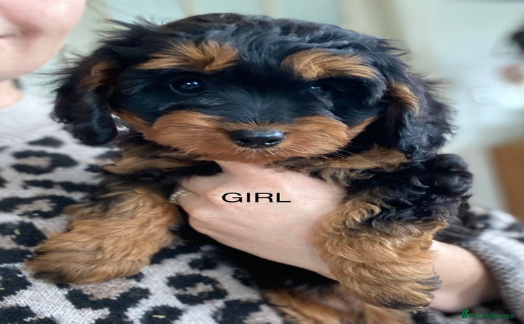 Cavapoo dogs - Advert 2
