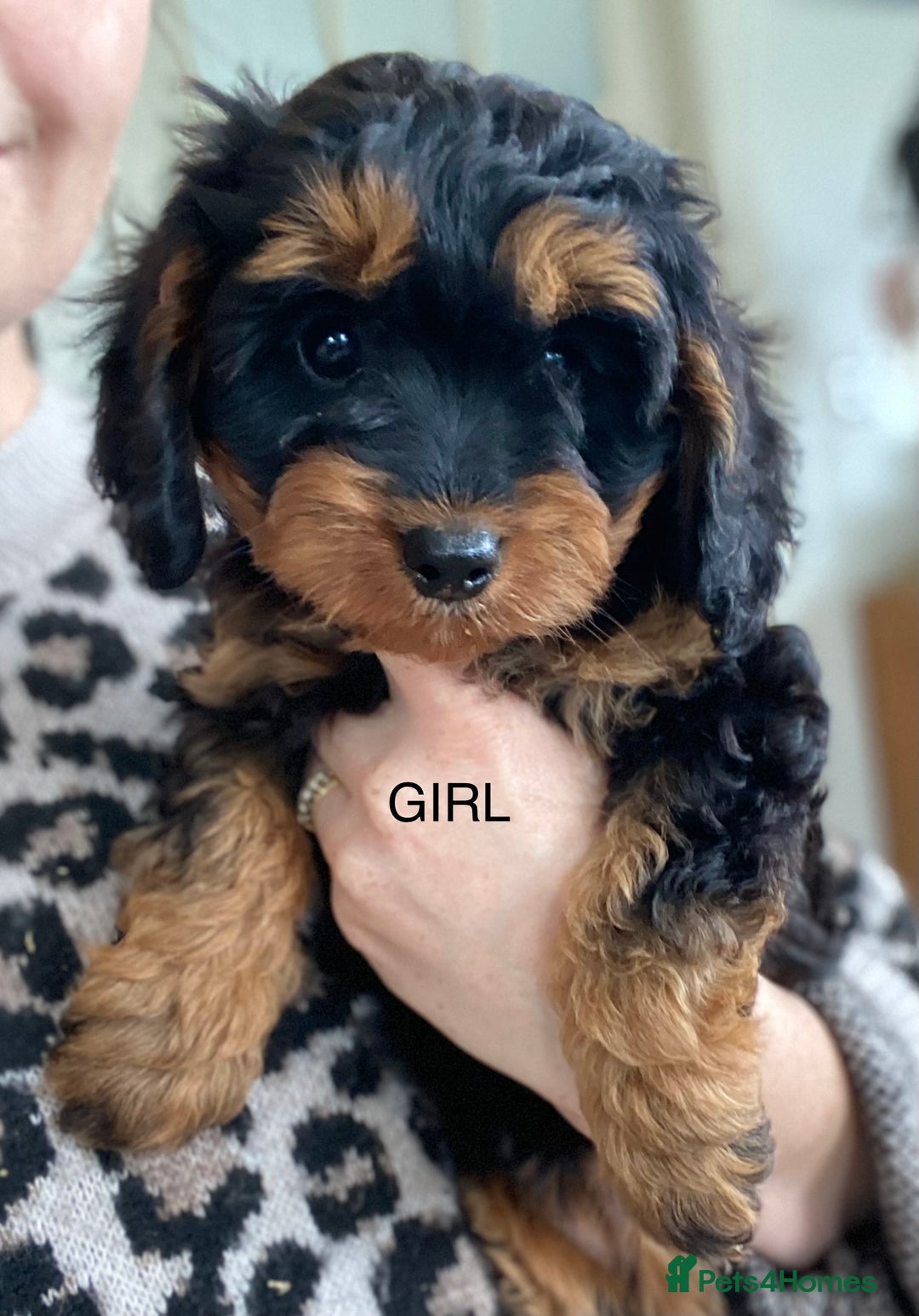 Cavapoo dogs for sale: Black and Tan Cavapoos - Image 2