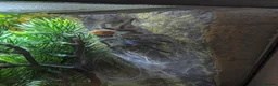 Tarantulas invertebrates for sale: Gbb tarantula  - Advert 5