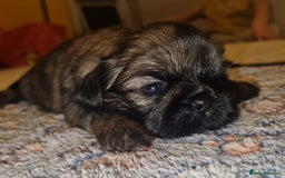 Shih Tzu dogs for sale: Imperial Shih Tzu - Image 7