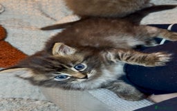 Persian cats for sale: ALL SOLD! PERSIAN-RAGDOLL KITTENS - Image 8