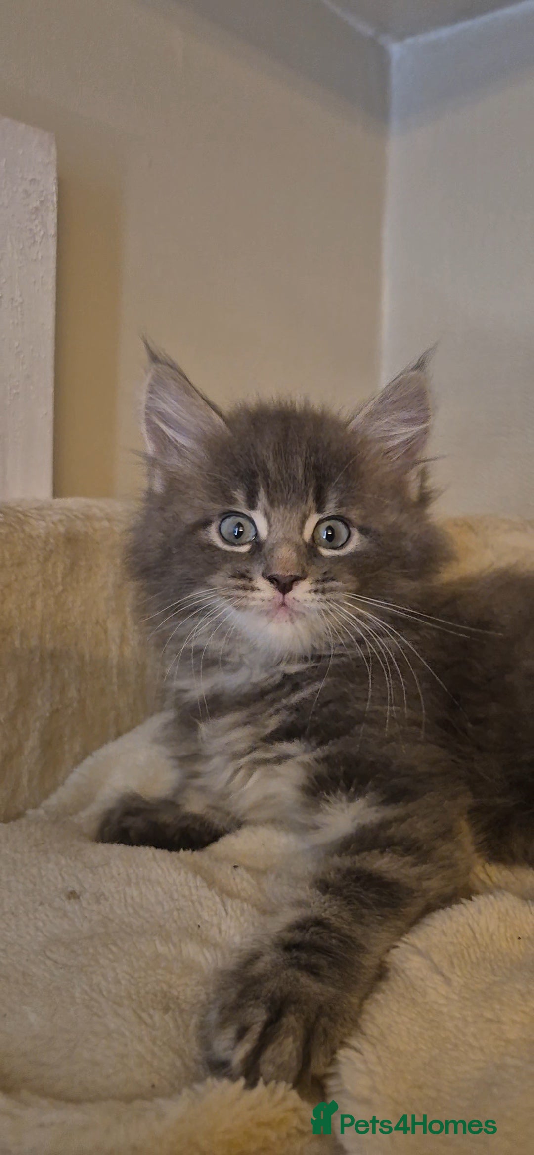 Maine Coon cats for sale: Friendly Maine coone mix baby's ready to go  - Advert 8