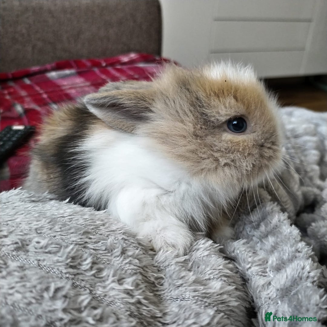 Lionhead rabbits for sale: Pure Breed Fluffy Double Mained Lionhead Boy - Image 6