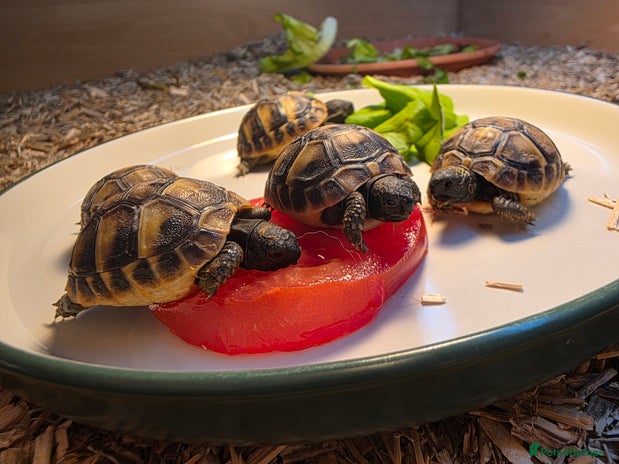 Hermann Tortoise reptiles - Advert 1