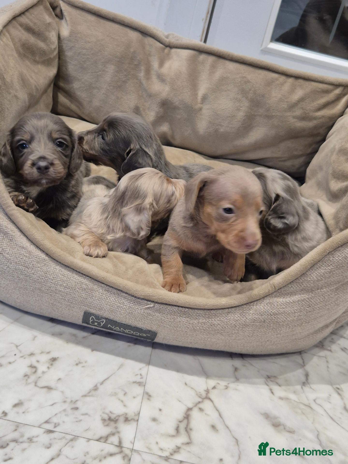 Miniature Dachshund dogs 🤎 Our Beautiful Miniature Dachshund Babies 🐾 - Advert 1