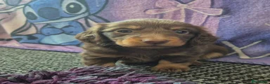 Dachshund 6