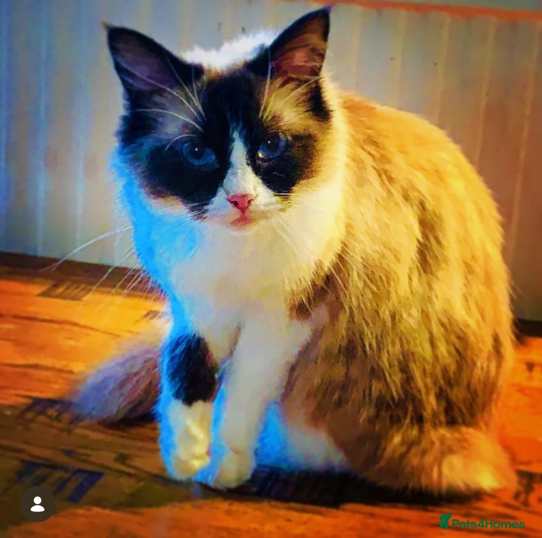 Ragdoll cats for sale: Ragdoll in Newport - Advert 1