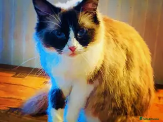 Ragdoll cats Ragdoll - Advert 4