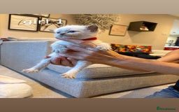 Ragdoll cats for sale: 4 beautiful pure ragdoll kittens  - Image 2