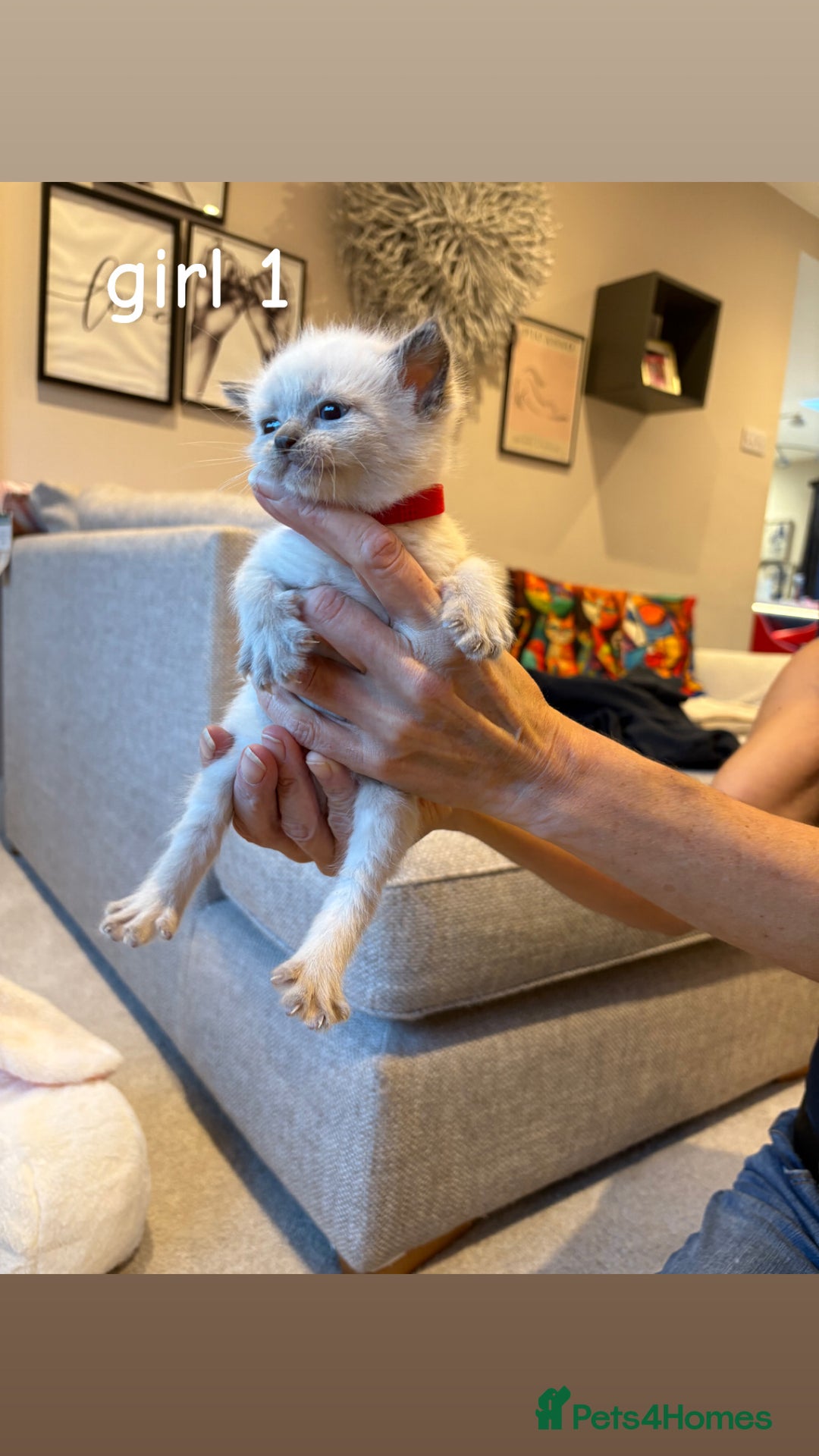 Ragdoll cats for sale: 4 beautiful pure ragdoll kittens  - Image 2