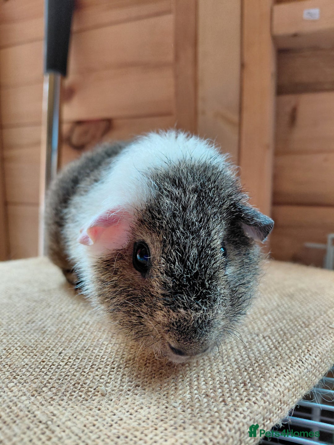 Guinea Pig rodents for sale: Rex male  - Image 8