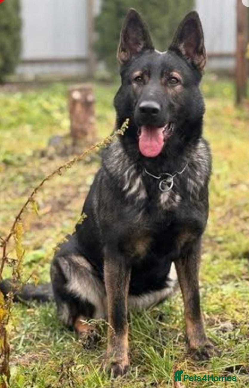 German Shepherd dogs EXCEPTIONAL IMPORT GERMAN SHEPHERD CZECH MALE 🇨🇿 - Advert 1