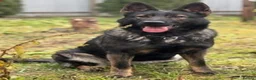 German Shepherd dogs for sale: EXCEPTIONAL IMPORT GERMAN SHEPHERD CZECH MALE 🇨🇿 - Advert 1