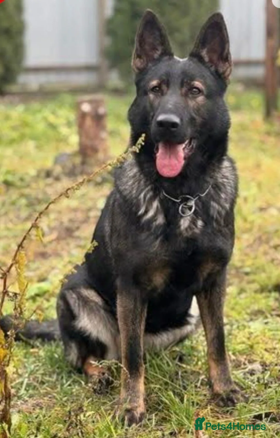 German Shepherd dogs for sale: EXCEPTIONAL IMPORT GERMAN SHEPHERD CZECH MALE 🇨🇿 - Advert 1