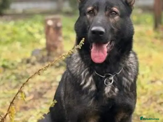 German Shepherd dogs EXCEPTIONAL IMPORT GERMAN SHEPHERD CZECH MALE 🇨🇿 - Advert 2