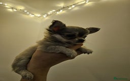 Chihuahua dogs for sale: Male Puppy Long haired Fawn and Sable Chihuahuas  - Advert 3