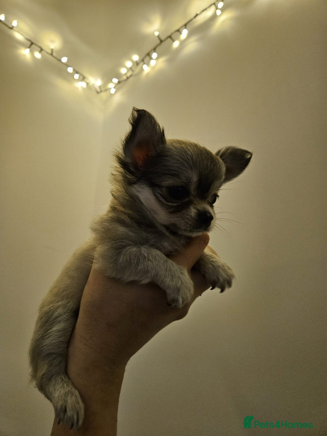 Chihuahua dogs for sale: Male Puppy Long haired Fawn and Sable Chihuahuas  - Advert 3