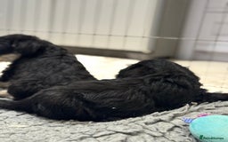 Schnoodle dogs for sale: Stunning Schnoodles, heath tested  - Image 37
