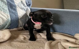 Mixed Breed dogs for sale: Frug/Staffy Puppies - Image 2