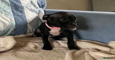 Mixed Breed dogs - Advert 13