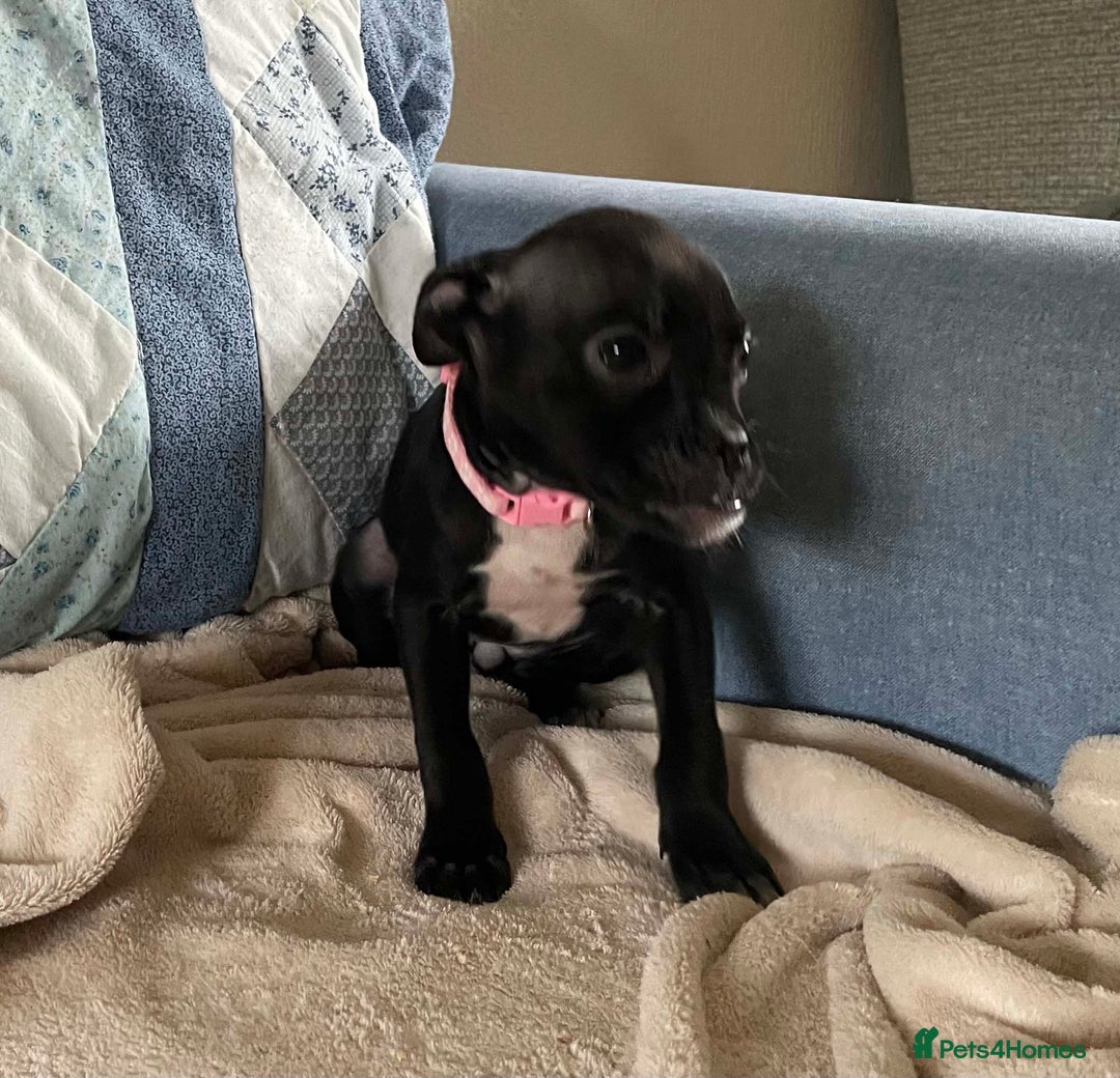 Mixed Breed dogs for sale: Frug/Staffy Puppies - Image 2