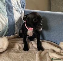 Mixed Breed dogs - Advert 3