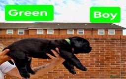 Cane Corso dogs for sale: Pedigree Cane Corso Puppies  - Image 2